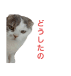 めーざの日常（個別スタンプ：17）
