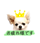 チワパピローズさんver.5（個別スタンプ：2）