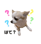 チワパピローズさんver.5（個別スタンプ：4）