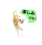 チワパピローズさんver.5（個別スタンプ：5）