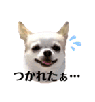 チワパピローズさんver.5（個別スタンプ：8）