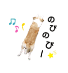 チワパピローズさんver.5（個別スタンプ：10）