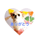 チワパピローズさんver.5（個別スタンプ：11）