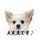 チワパピローズさんver.5（個別スタンプ：12）