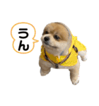 ポメラニアンのカイくん②（個別スタンプ：1）