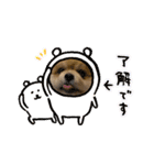 ポメラニアンのカイくん②（個別スタンプ：3）