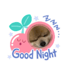 ポメラニアンのカイくん②（個別スタンプ：4）