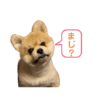 ポメラニアンのカイくん②（個別スタンプ：5）