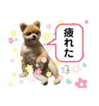 ポメラニアンのカイくん②（個別スタンプ：10）