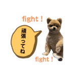 ポメラニアンのカイくん②（個別スタンプ：11）