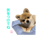 ポメラニアンのカイくん②（個別スタンプ：13）