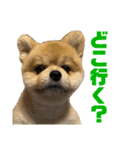 ポメラニアンのカイくん②（個別スタンプ：14）