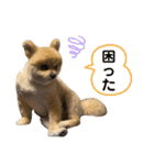 ポメラニアンのカイくん②（個別スタンプ：17）