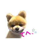 ポメラニアンのカイくん②（個別スタンプ：24）