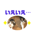 こもじろう♪♪♪（個別スタンプ：5）