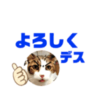 こもじろう♪♪♪（個別スタンプ：7）