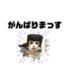 こもじろう♪♪♪（個別スタンプ：12）