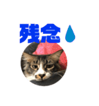 こもじろう♪♪♪（個別スタンプ：14）