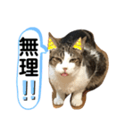 こもじろう♪♪♪（個別スタンプ：17）