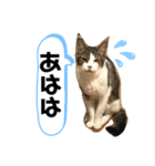 こもじろう♪♪♪（個別スタンプ：18）