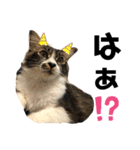 こもじろう♪♪♪（個別スタンプ：20）