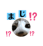 こもじろう♪♪♪（個別スタンプ：25）