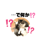 こもじろう♪♪♪（個別スタンプ：28）