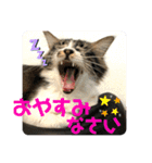 こもじろう♪♪♪（個別スタンプ：34）