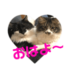 こもじろう♪♪♪（個別スタンプ：36）