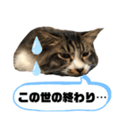 こもじろう♪♪♪（個別スタンプ：40）