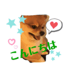 かわいいチワワとポメ❤︎ぽんた＆むぅ2（個別スタンプ：2）