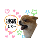 かわいいチワワとポメ❤︎ぽんた＆むぅ2（個別スタンプ：7）