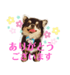 かわいいチワワとポメ❤︎ぽんた＆むぅ2（個別スタンプ：9）