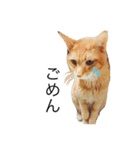 my猫くん（個別スタンプ：1）