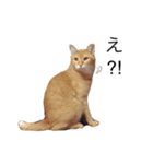 my猫くん（個別スタンプ：2）