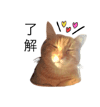 my猫くん（個別スタンプ：3）