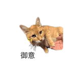 my猫くん（個別スタンプ：5）