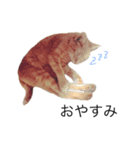 my猫くん（個別スタンプ：6）