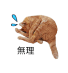 my猫くん（個別スタンプ：7）