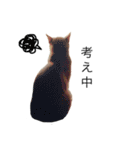 my猫くん（個別スタンプ：10）