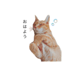 my猫くん（個別スタンプ：12）