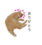 my猫くん（個別スタンプ：13）