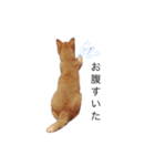 my猫くん（個別スタンプ：15）
