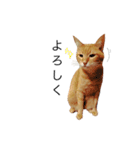 my猫くん（個別スタンプ：16）