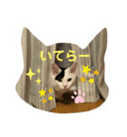 ギンとスズ（個別スタンプ：4）