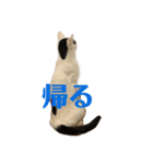 ギンとスズ（個別スタンプ：7）