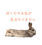 ぽこさまの下僕が泣いて喜ぶスタンプ（個別スタンプ：4）