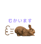 ぽこさまの下僕が泣いて喜ぶスタンプ（個別スタンプ：14）