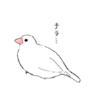 無難な白文鳥（個別スタンプ：3）