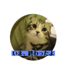 蘭丸まる  8（個別スタンプ：2）